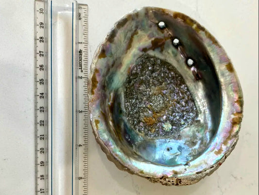 Abalone Shell – Sacred Smudging Tool