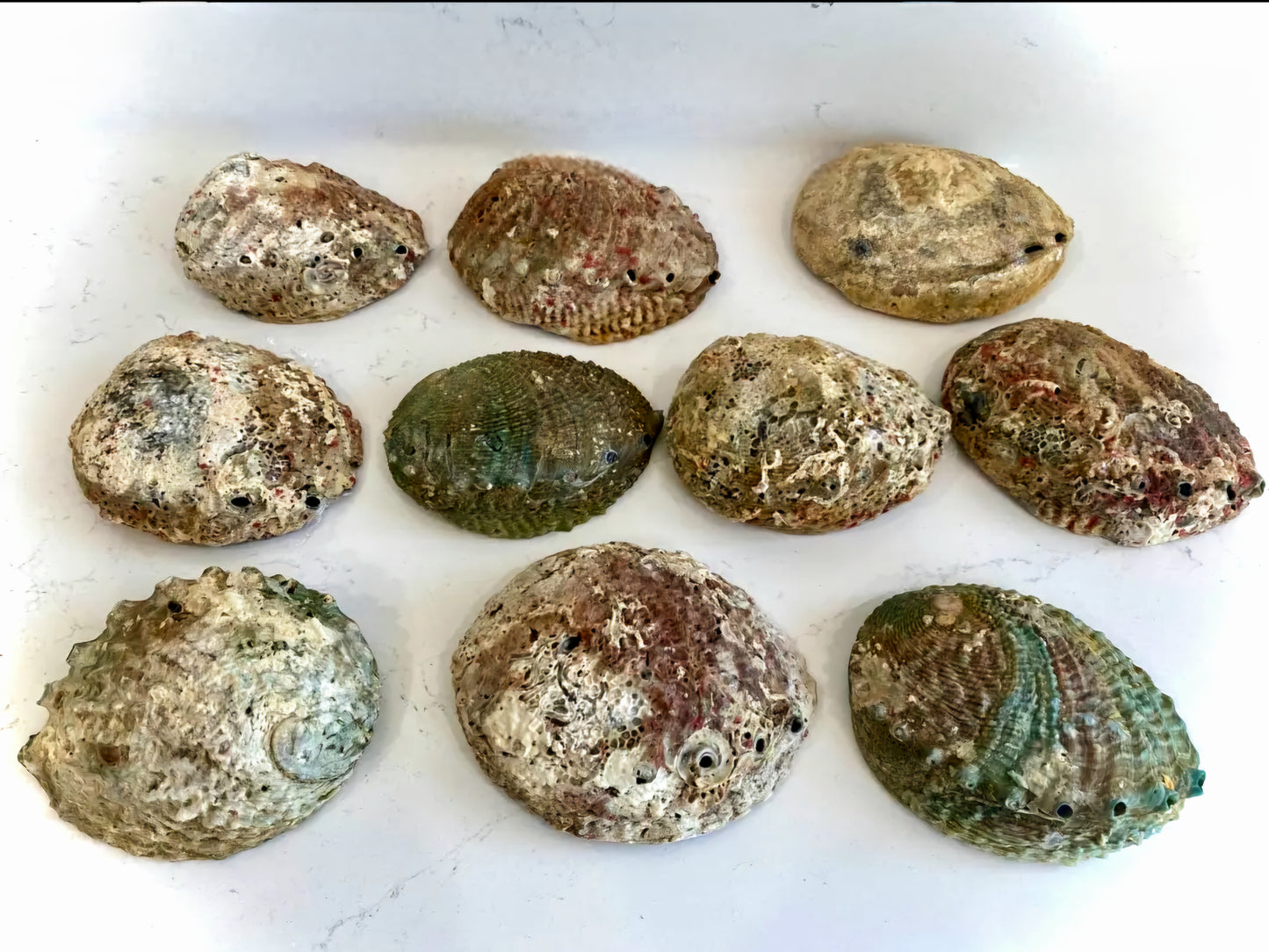 Abalone Shell – Sacred Smudging Tool